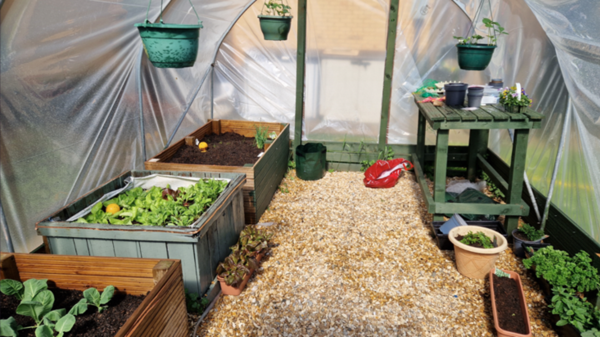 flowers and plants inside the polytunnel