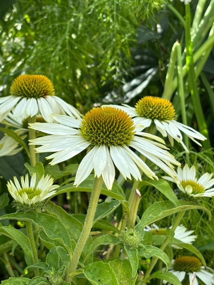1804 wildflowers.jpg